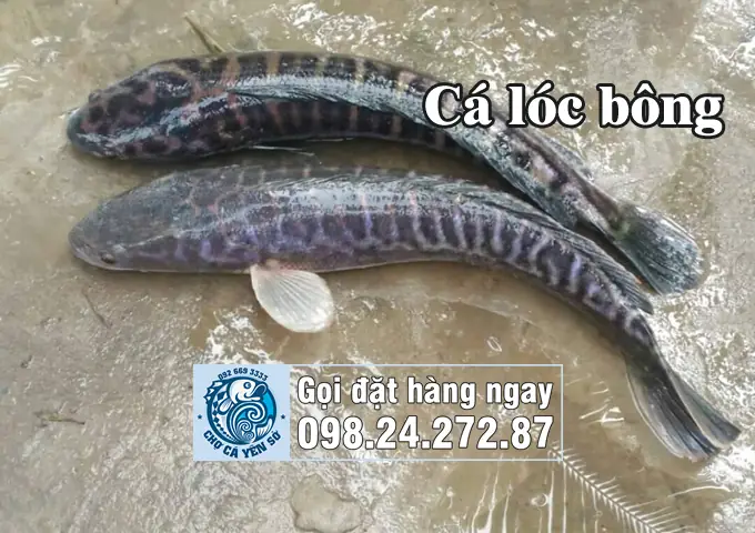 cá sộp là cá gì cá sộp là cá gì