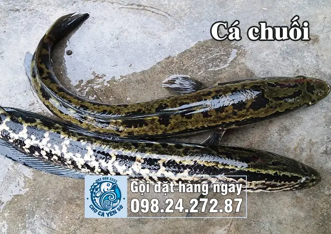 cá sộp là cá gì cá sộp là cá gì