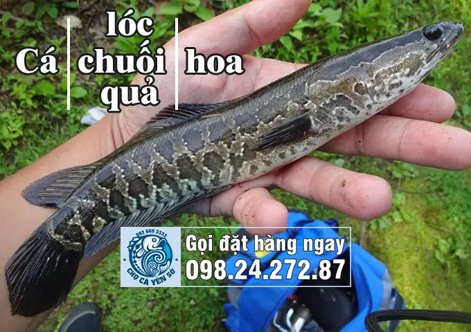 cá sộp là cá gì cá sộp là cá gì