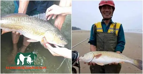 8. Cá sủ vàng giá bao nhiêu tiền 1kg?