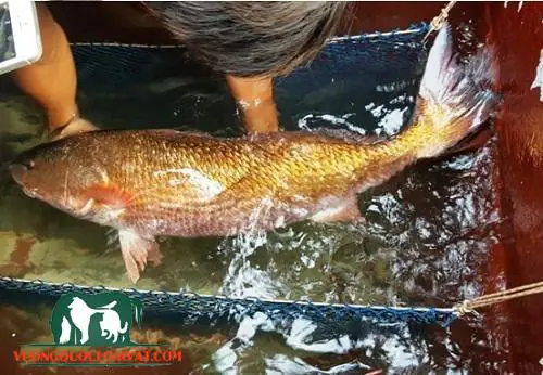 4. Cá sủ vàng sống ở đâu?
