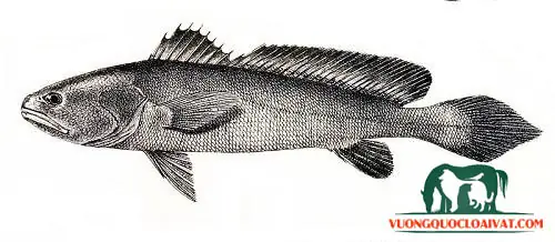 1.Nguồn gốc của cá sủ vàng