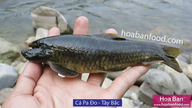 Khám Phá Các Loại Cá Suối Tây Bắc: Đặc Điểm và Giá Trị