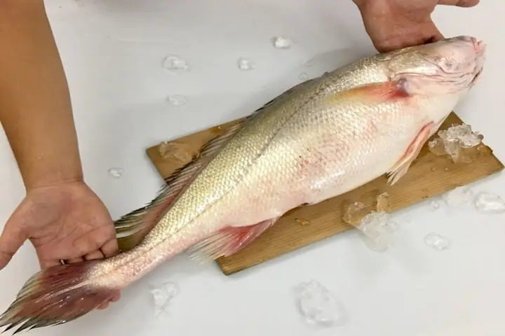Cá Sửu Nước Ngọt: Đặc Điểm, Tập Tính Và Cách Nuôi Hiệu Quả