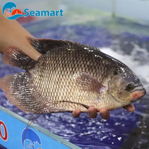 Tìm Mua Cá Tai Tượng Cảnh Ở Đâu? Hướng Dẫn Chọn & Nuôi
