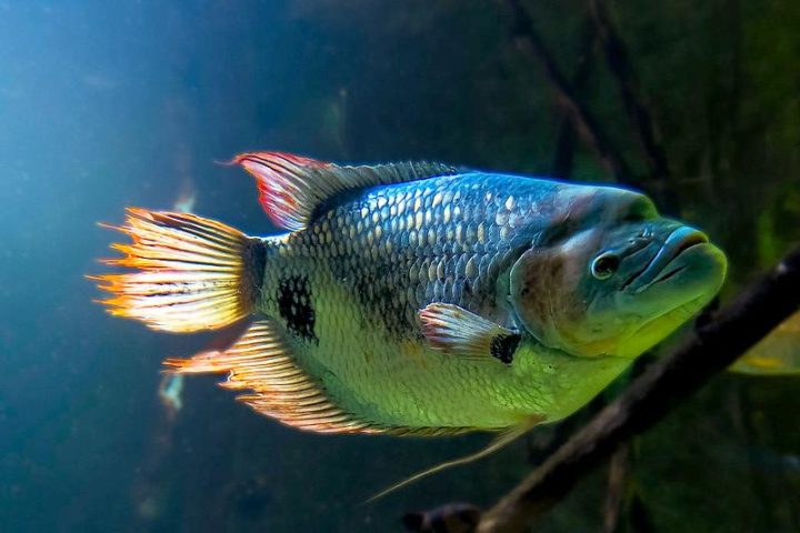 Cá tai tượng bơi trong bể