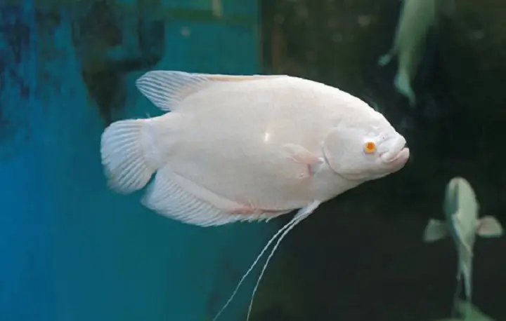 cá tai tượng cảnh