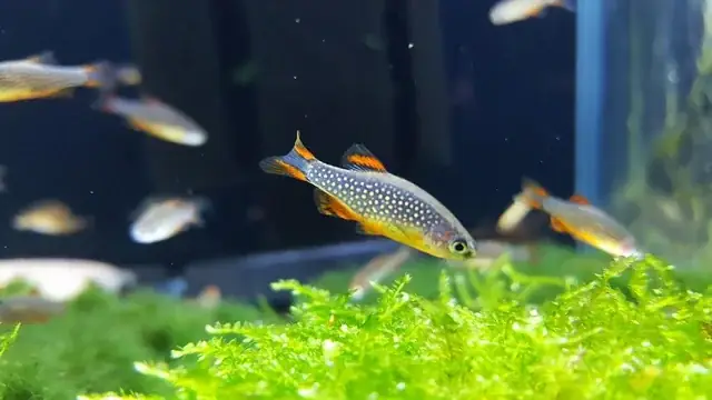 Cá Tai Tượng Châu Phi Cắn Nhau: Nguyên Nhân & Biện Pháp Khắc Phục