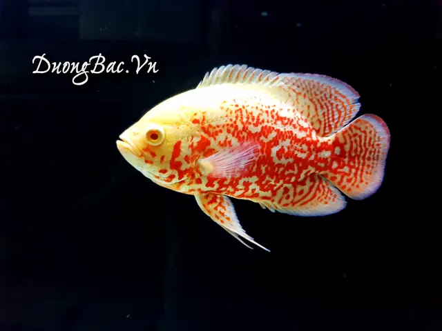 Cách phân biệt cá tai tượng Châu Phi trống mái chuẩn xác nhất