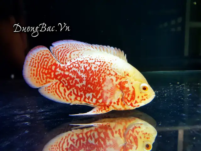 Cách phân biệt cá tai tượng Châu Phi trống mái chuẩn xác nhất