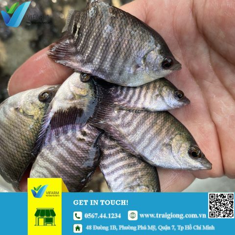 Cá tai tượng đẹp, được ưa chuộng làm cá cảnh tại Đồng Xoài