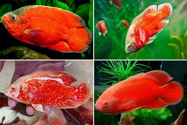 Cá tai tượng đỏ nổi bật
