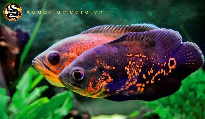 Đặc Điểm & Cách Nuôi Cá Tai Tượng Mini Cho Người Mới