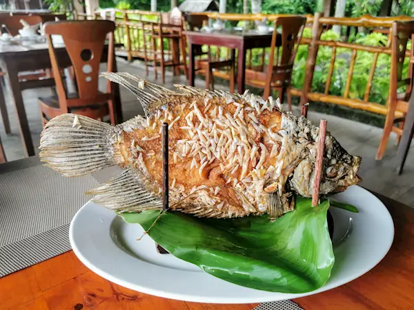 Cá Tai Tượng Tiếng Anh Là Gì? Đặc Điểm Và Hướng Dẫn Nuôi Chi Tiết