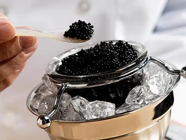 Cá Tầm Ăn Gì? Hướng Dẫn Chế Độ Dinh Dưỡng Tối Ưu Cho Cá Tầm