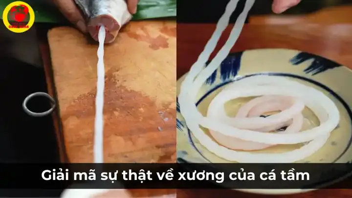 Giải Mã Sự Thật Về Xương Của Cá Tầm