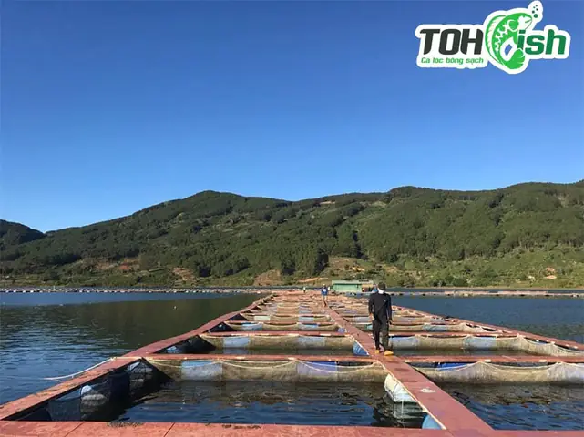 cá tầm đà lạt