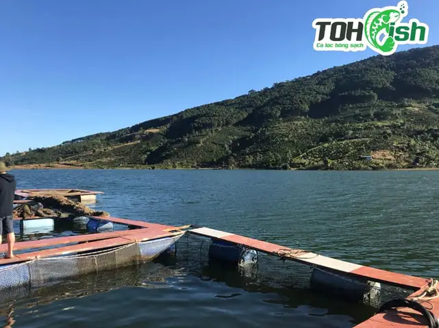 cá tầm đà lạt