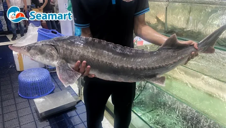 cá tầm giá bao nhiêu