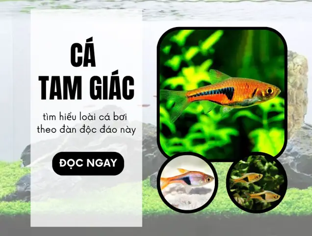Cá Tam Giác Đỏ: Hướng Dẫn Nuôi, Chăm Sóc & Sinh Sản Chi Tiết