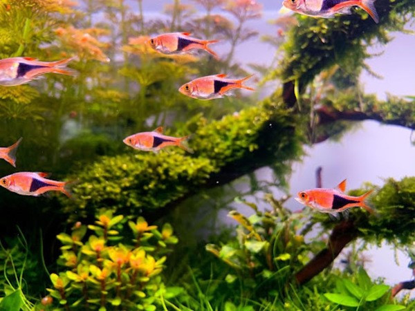 Cá Tam Giác là loài cá cảnh nhỏ bơi theo đàn và vô cùng năng động