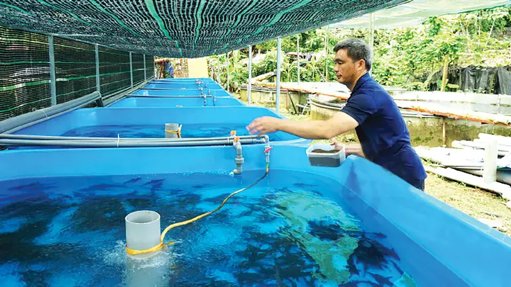 Cá Tầm Giống Đà Lạt: Nguồn Gốc, Đặc Điểm Và Kinh Nghiệm Nuôi Hiệu Quả