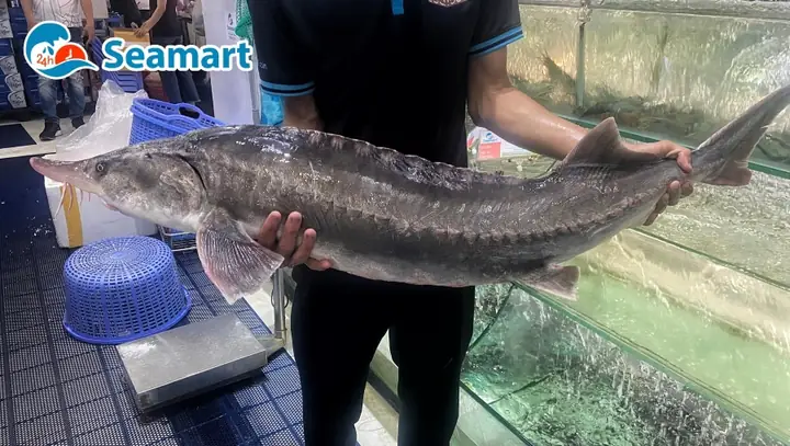 Cá Tầm Khổng Lồ: Khám Phá Đặc Điểm và Giá Trị Thượng Hạng