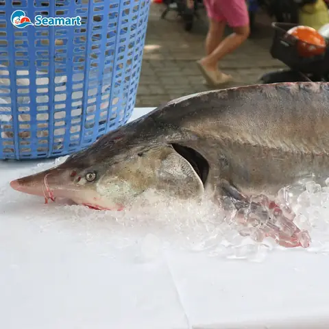 Cá Tầm Khổng Lồ: Khám Phá Đặc Điểm và Giá Trị Thượng Hạng
