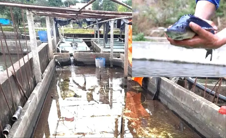 Cá Tầm Trung Hoa: Đặc Điểm, Tập Tính Và Giá Trị Khoa Học