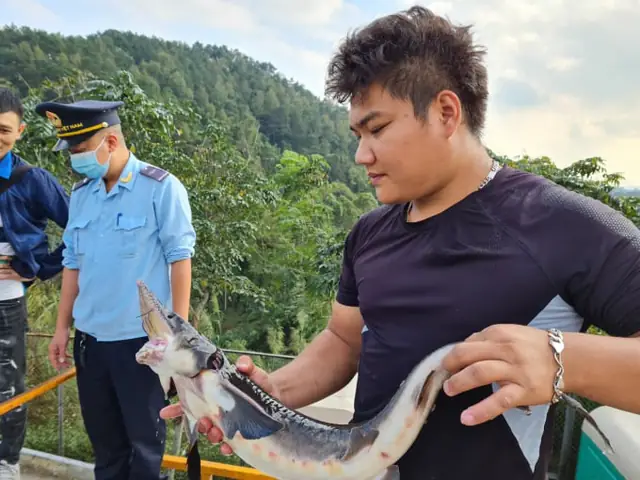 Cá Tầm Trung Quốc: Đặc Điểm, Lịch Sử và Thực Trạng Nuôi Trồng