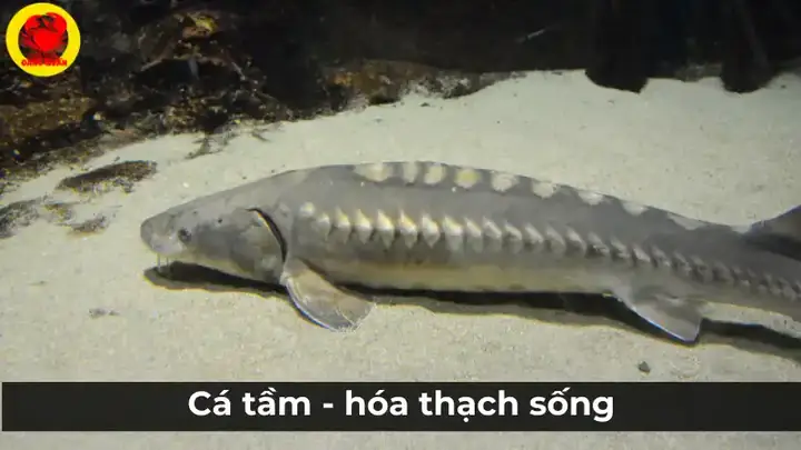 Cá Tầm và Cá Hồi: Đặc Điểm, Kỹ Thuật Nuôi Trồng Thành Công