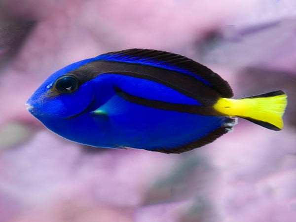 Cá Tang xanh dương, loài cá nổi tiếng từ phim Nemo