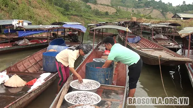 Cá Tép Dầu Sông Đà: Nguồn Gốc, Giá Trị và Quy Trình Chế Biến