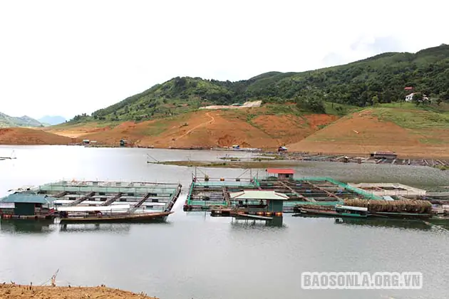 Cá Tép Dầu Sông Đà: Nguồn Gốc, Giá Trị và Quy Trình Chế Biến