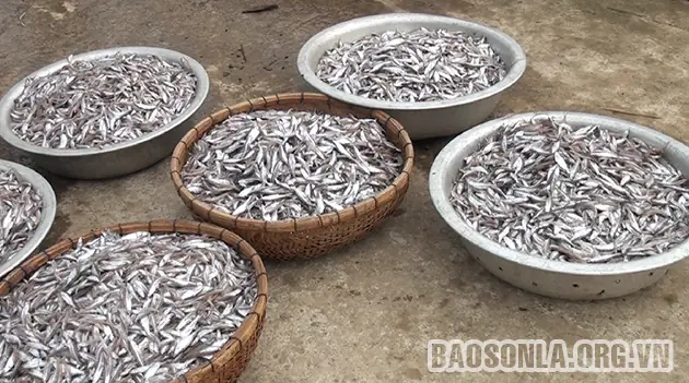 Cá Tép Dầu Sông Đà: Nguồn Gốc, Giá Trị và Quy Trình Chế Biến