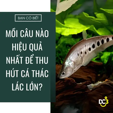 Cá Thác Lác Ăn Mồi Gì? Chế Độ Dinh Dưỡng Toàn Diện