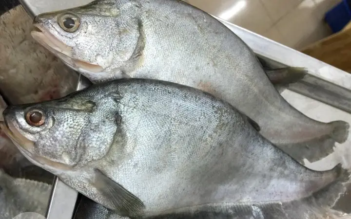 cá thác lác cườm