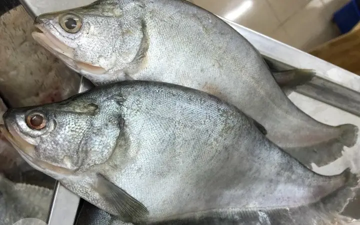 Cá Thác Lác Đen: Đặc Điểm, Cách Nuôi Và Ý Nghĩa Trong Hồ Thủy Sinh