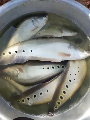 cá thác lác là cá sông hay cá biển