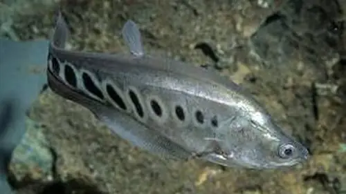 Các bệnh thường gặp