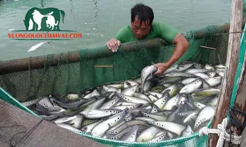 4. Hướng dẫn kỹ thuật nuôi cá thác lác