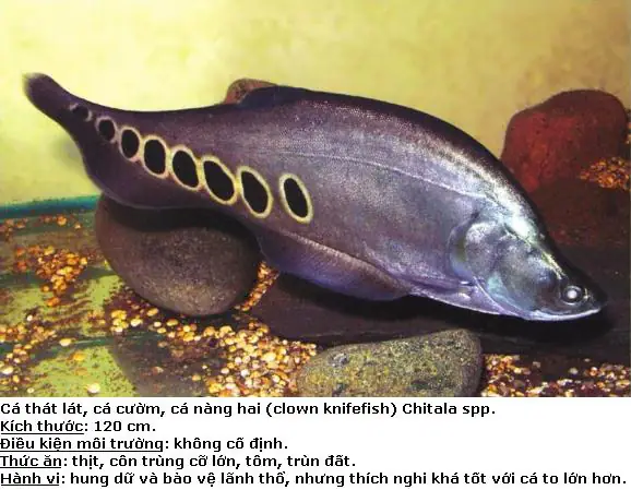 cá thác lác tiếng anh