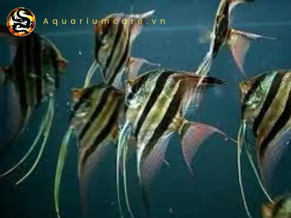 Đặc điểm ngoại hình.