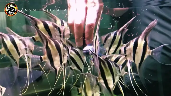 Môi trường sống và dinh dưỡng.
