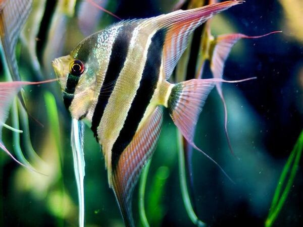 Cá Thần Tiên Angelfish với vẻ đẹp thanh thoát thu hút người chơi