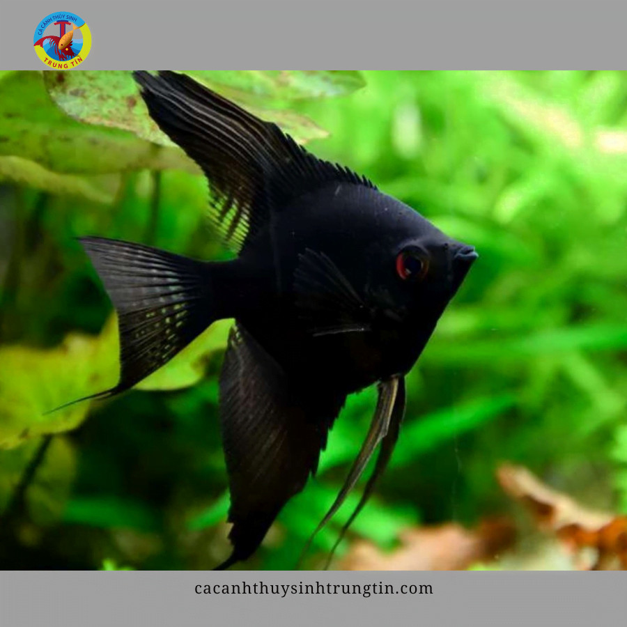Cá Thần Tiên Full Black sang trọng, một biến thể cá cảnh nhỏ được ưa chuộng