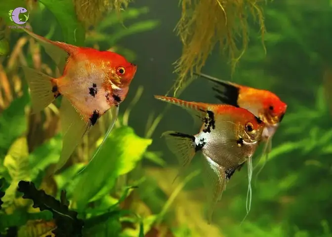 1. Thông tin giới thiệu chung về Cá Thần Tiên Koi Red