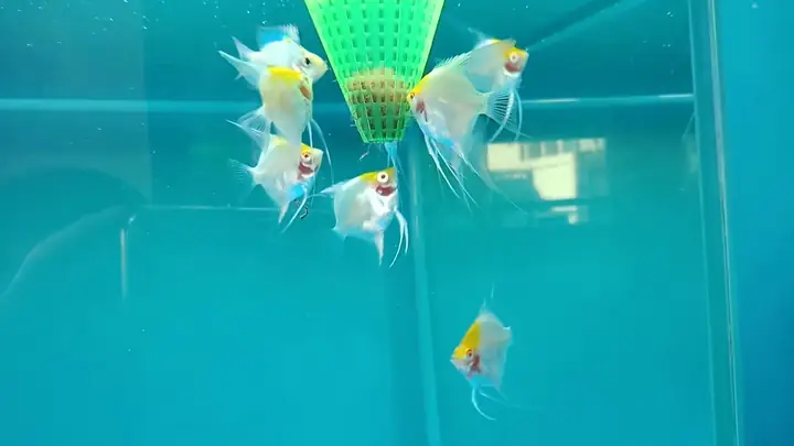 Hướng Dẫn Chăm Sóc Cá Thần Tiên Koi Albino Chi Tiết Từ A-Z