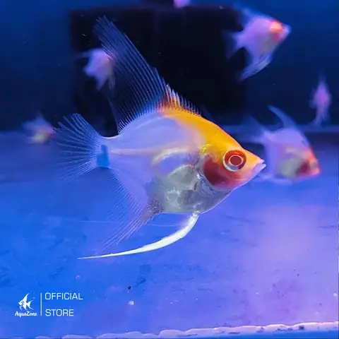 Hướng Dẫn Chăm Sóc Cá Thần Tiên Koi Albino Chi Tiết Từ A-Z Hướng Dẫn Chăm Sóc Cá Thần Tiên Koi Albino Chi Tiết Từ A-Z