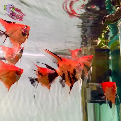 Cá Thần Tiên Red Devil: Đặc Điểm, Chăm Sóc & Sinh Sản Toàn Diện